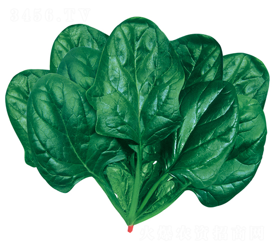 �ʼ����F��2̖-���˷N��-�W�m��