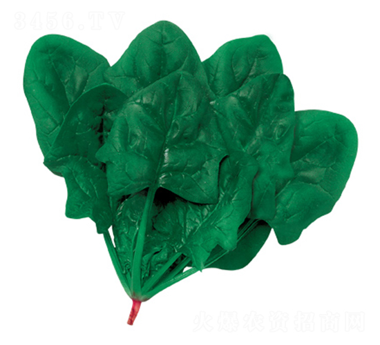 �ʼҺڌ�܊-���˷N��-�W�m��