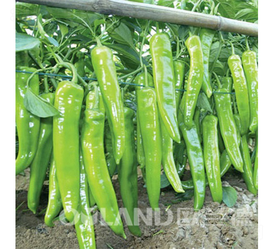 �ʄ�188-�SƤ���N��-�W�m��