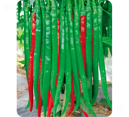 �G���L(zh��ng)-�����N��-�W�m��