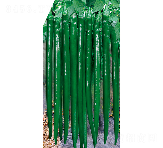 �W��114-�����N��-�W�m��