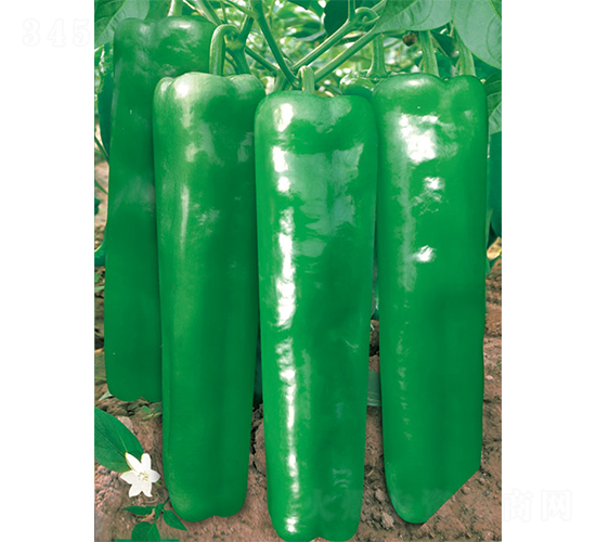 ���ώ�5̖�ֱ��-�ݽ��N��-�W�m��