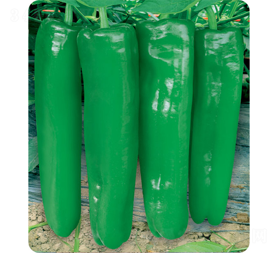 ���ώ�7̖(h��o)�L(zh��ng)��-�ݽ��N��-�W�m��