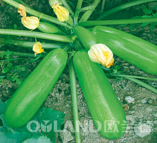 �W��8801-�����J�N��-�W�m��