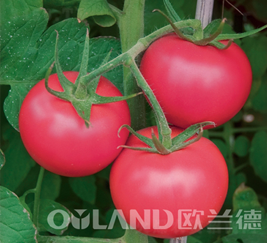 ���ρ�-���ѷN��-�W�m��