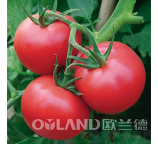 �ϚW����-���ѷN��-�W�m��