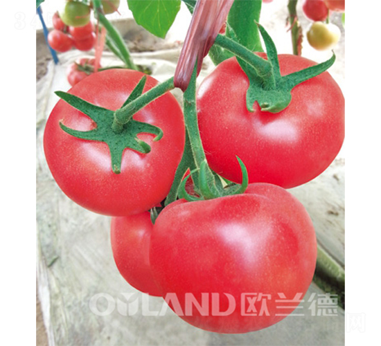 ���_��-���ѷN��-�W�m��