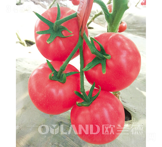 �����_(d��)-���ѷN��-�W�m��