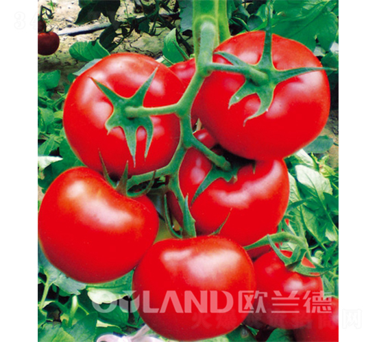 �W��609-���ѷN��-�W�m��