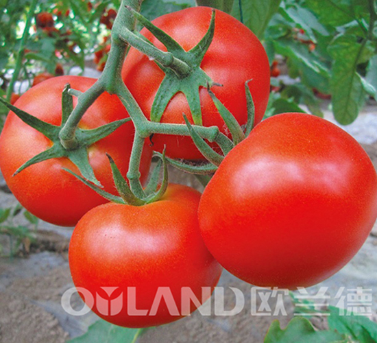 �ϚW�t��-���ѷN��-�W�m��