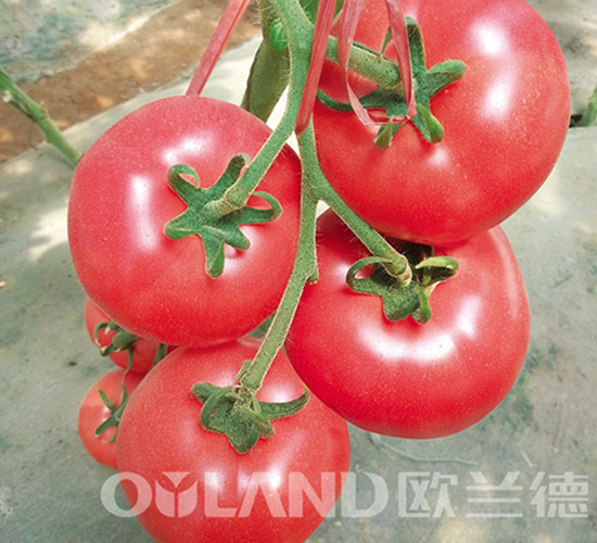 ���ρ�616-���ѷN��-�W�m��