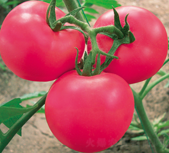 �ϚW���F��-���ѷN��-�W�m��