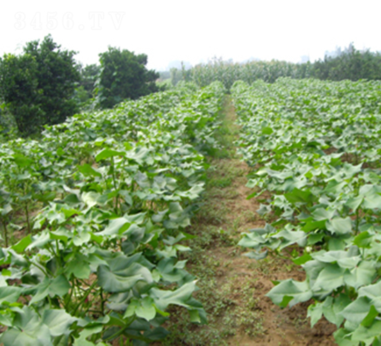 ���s��28̖(h��o)-�޻��N��-�һ�Դ