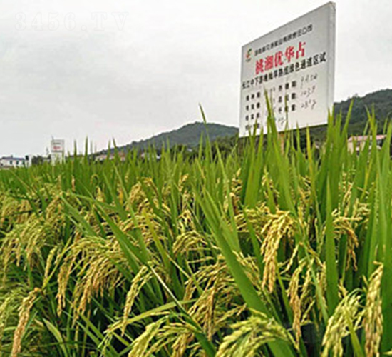 ���惞(y��u)�Aռ-ˮ���N��-�һ�Դ