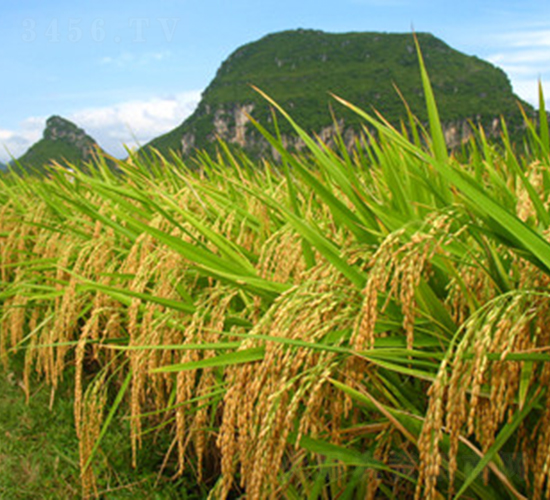 C�Ƀ�(y��u)87-ˮ���N��-�һ�Դ