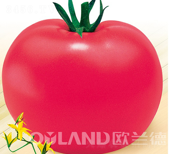 �ϚW�¹�-���ѷN��-�W�m��