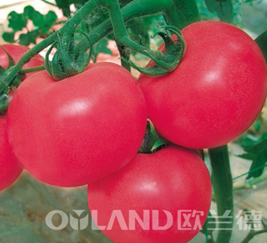 ����6̖(h��o)-���ѷN��-�W�m��