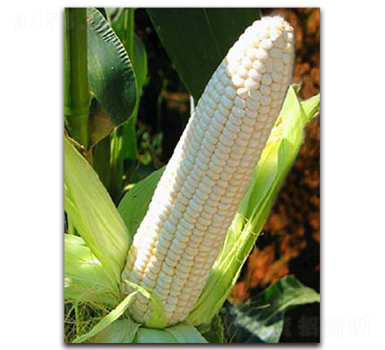 ��Ŵ��3000-Ŵ���׷N��-�δ�G