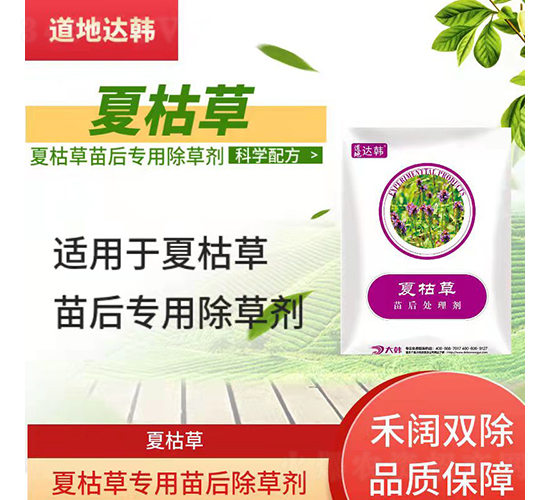 �Ŀݲ݌��������݄�-�����_(d��)�n