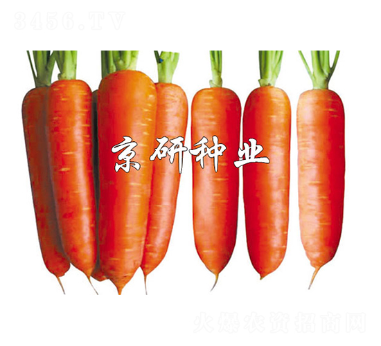 �A�u208-���}���N��-����