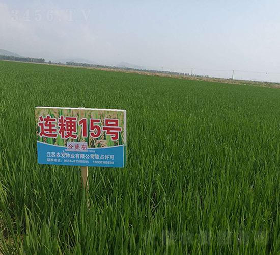 �B��15̖(h��o)�����Y�ڣ�-С���N��-�r(n��ng)�l(f��)�N�I(y��)