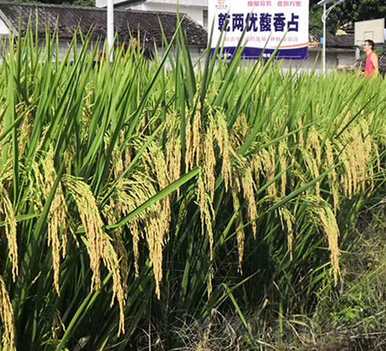 Ǭ�Ƀ�(y��u)���ռ-ˮ���N��-��ï�r�I(y��)