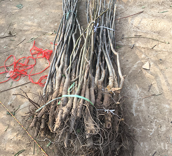 ���������-��ɭ�r(n��ng)�I(y��)