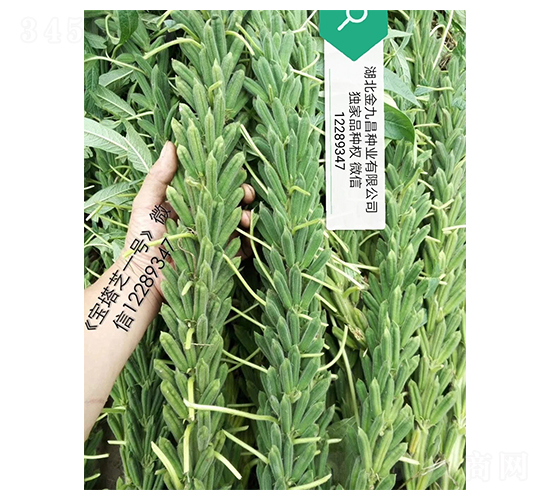 ����֥һ̖֥��N���L��