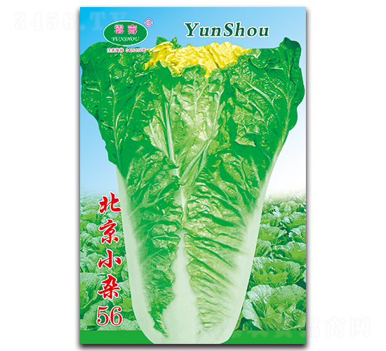 ����С�s56-�ײ˷N��-�Ɖ�