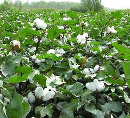 ���S��26̖�������26��-�޻��N��-���S�r(n��ng)�I(y��)