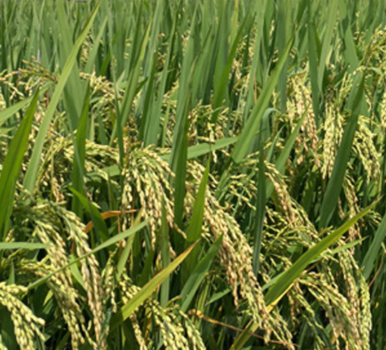 ��Ƀ�(y��u)39-ˮ���N��-���S�r(n��ng)�I(y��)