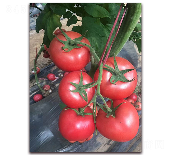 ����T707-���ӷ��ѷN��-�r(n��ng)֮��