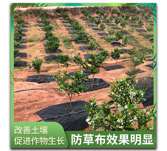 �@�Sһ̖(h��o)-���ݲ�Ч�����@