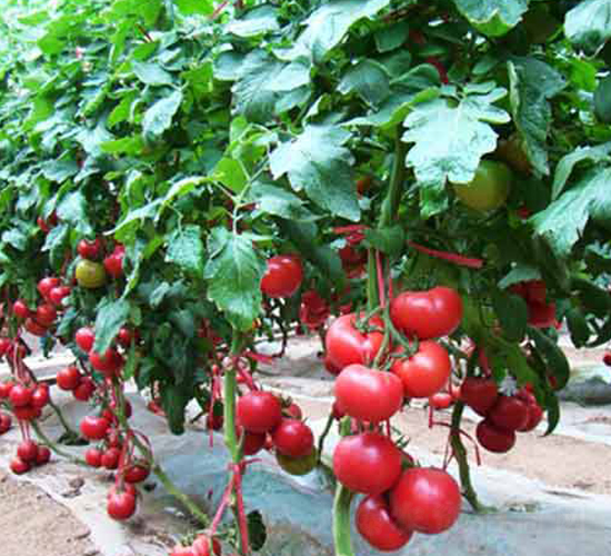 Խ��8Խ�����ѷN�ӌ�(sh��)���D