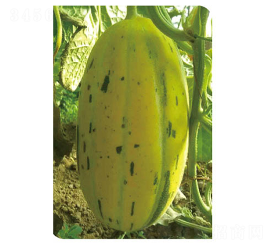 ���S���-��ϷN��-�߶˷N�I(y��)