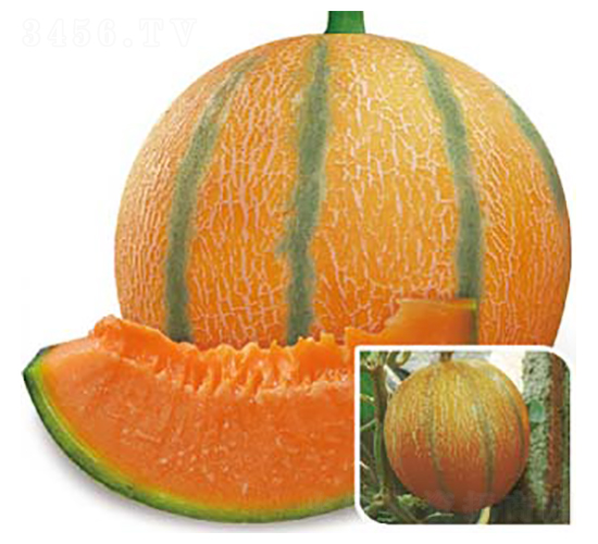 �S�۶�̖(h��o)���-��ϷN��-�߶˷N�I(y��)