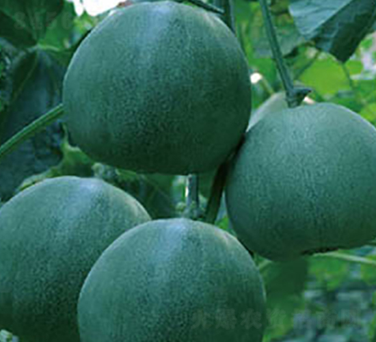 �G��ʯ-��ϷN��-�߶˷N�I(y��)