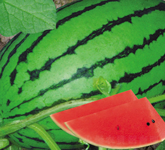 �н��t��-���ϷN��-�н��N�I(y��)