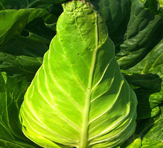 ţ�-���{(l��n)�N��-�н��N�I(y��)