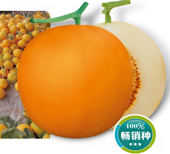 ��t-��ϷN��-�߶˷N�I(y��)