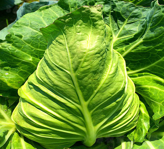 �K��867-���{�N��-�н��N�I(y��)