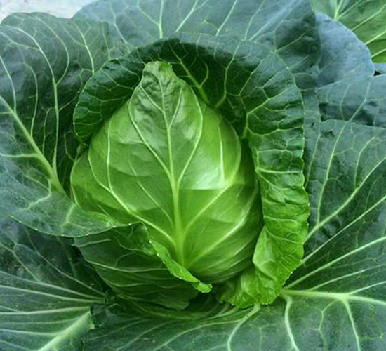 ����-���{(l��n)�N��-�н��N�I(y��)