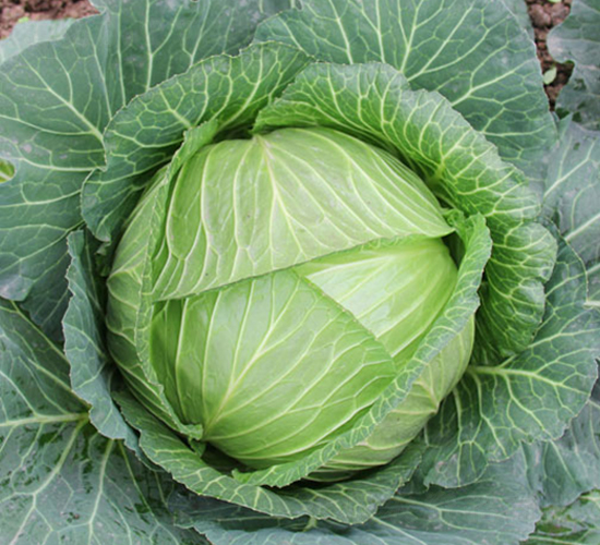 �K��39-���{�N��-�н��N�I(y��)