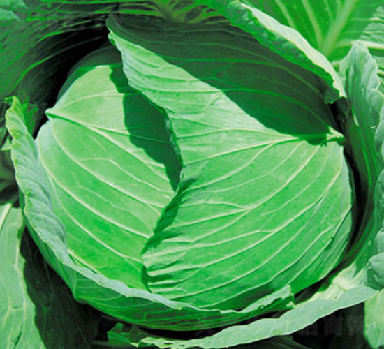 ����-���{�N��-�н��N�I(y��)