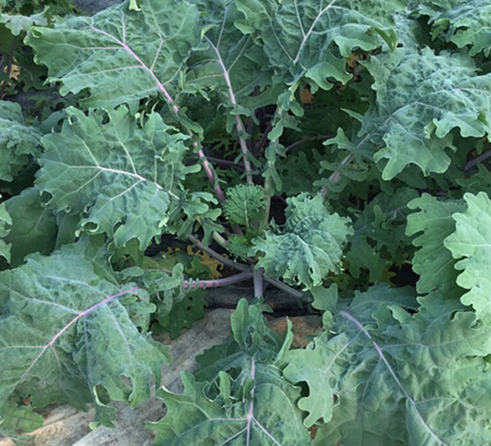 ؐ��-���{(l��n)�N��-�н��N�I(y��)