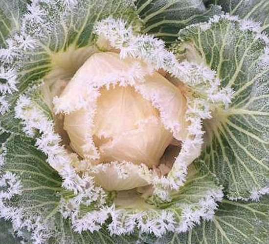 ����-���{�N��-�н��N�I(y��)