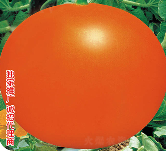 ����tƤ-��ϷN��-�߶˷N�I(y��)