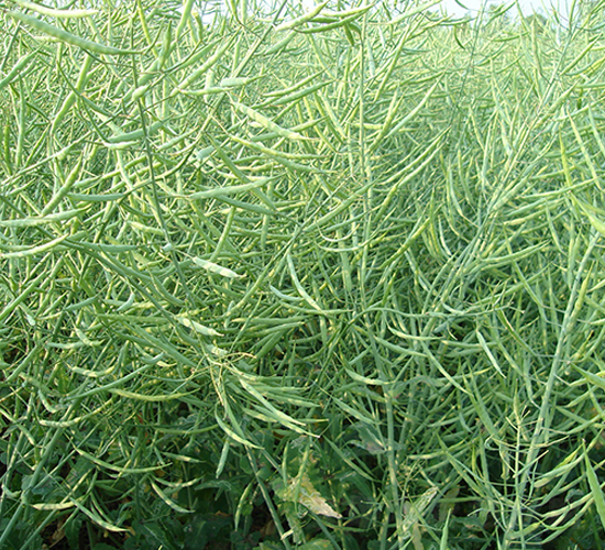 �����s4̖-�Ͳ˷N��-�н��N�I(y��)