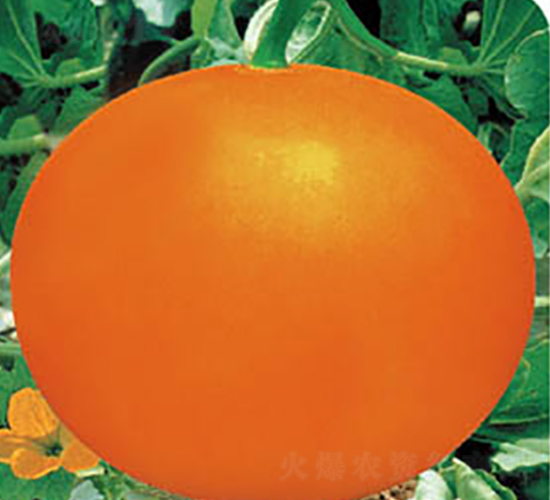 Ѫ�tһ̖(h��o)-��ϷN��-�߶˷N�I(y��)