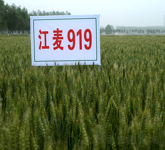 ����919-С���N��-�н��N�I(y��)